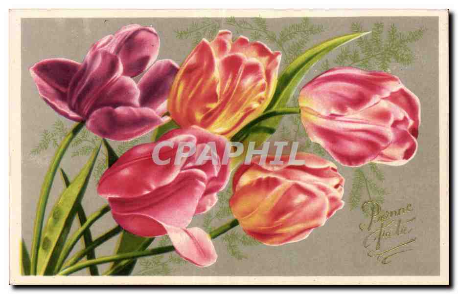 Fleurs Tulipe - Tulip - CPA 