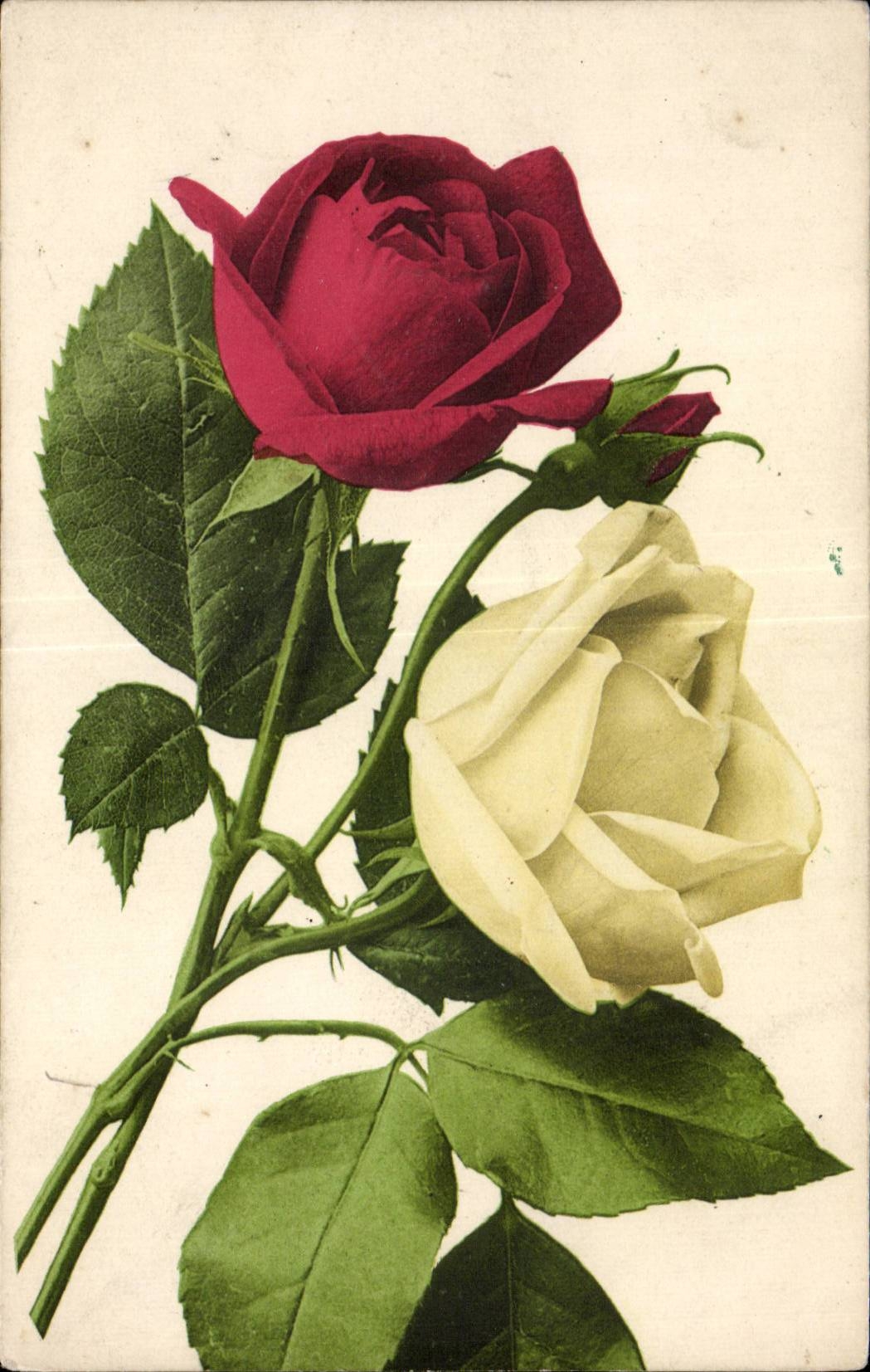 Fleurs Rose - CPA 