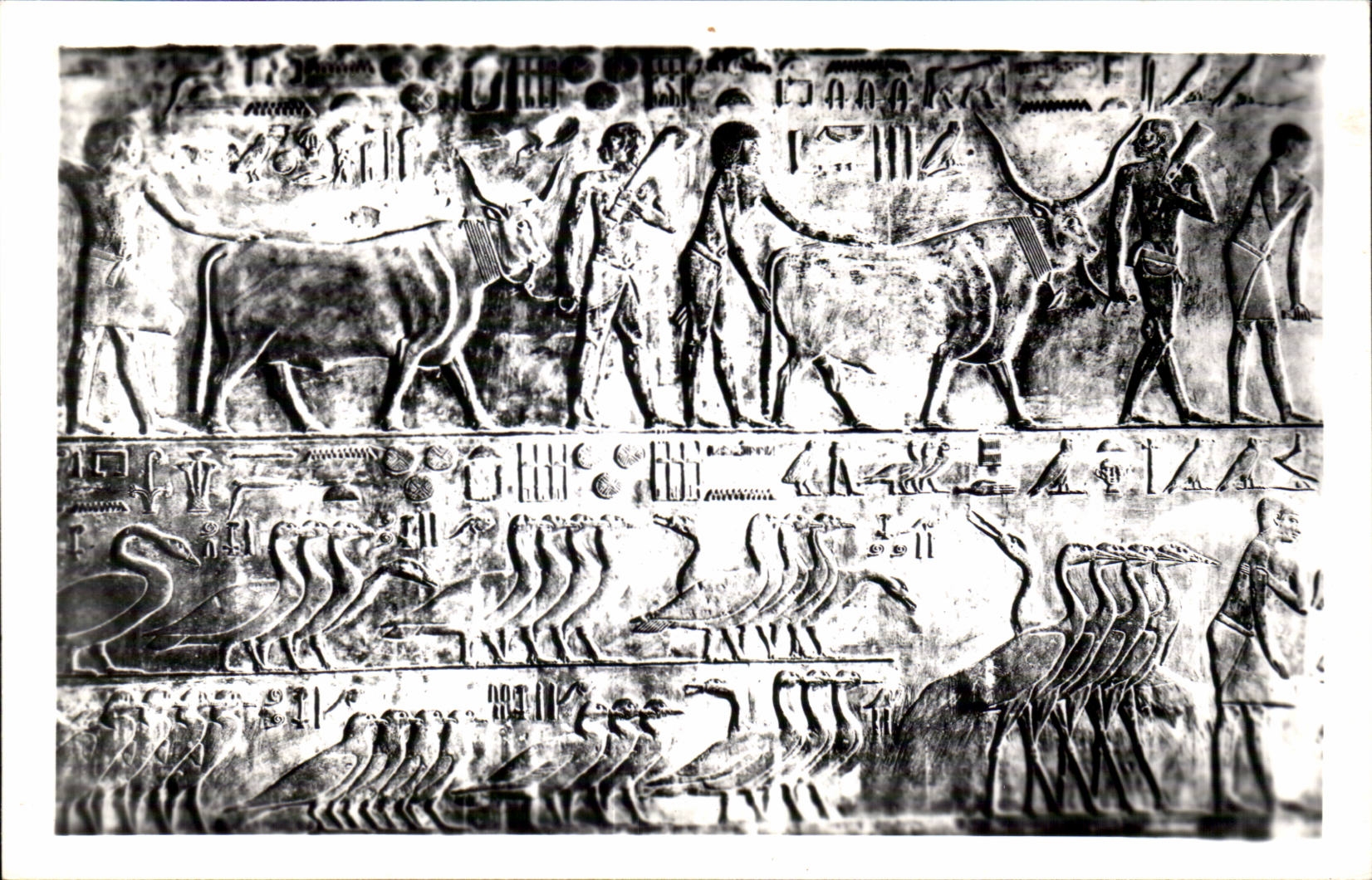 Sakkara — Tombe de Ptah-Hotep — Scènes de bétail — Pub. & Copyr. & Landrock — Cairo