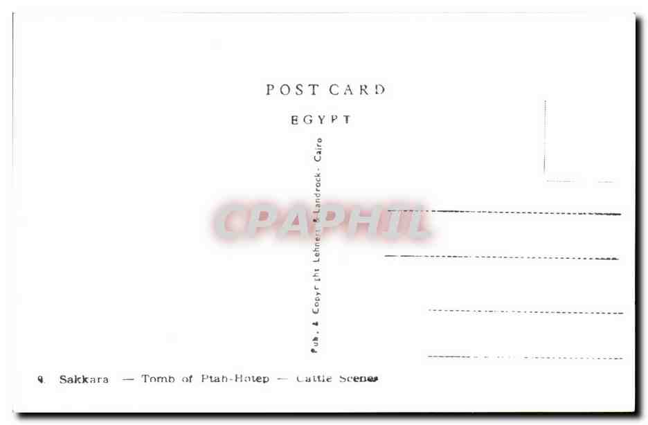 Sakkara — Tombe de Ptah-Hotep — Scènes de bétail — Pub. & Copyr. & Landrock — Cairo — Back