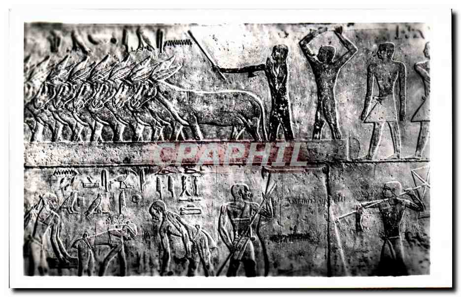 Sakkara — Tombe de T1 — Scènes agricoles — Pub. & Copyright Lehner & Landrock, Cairo