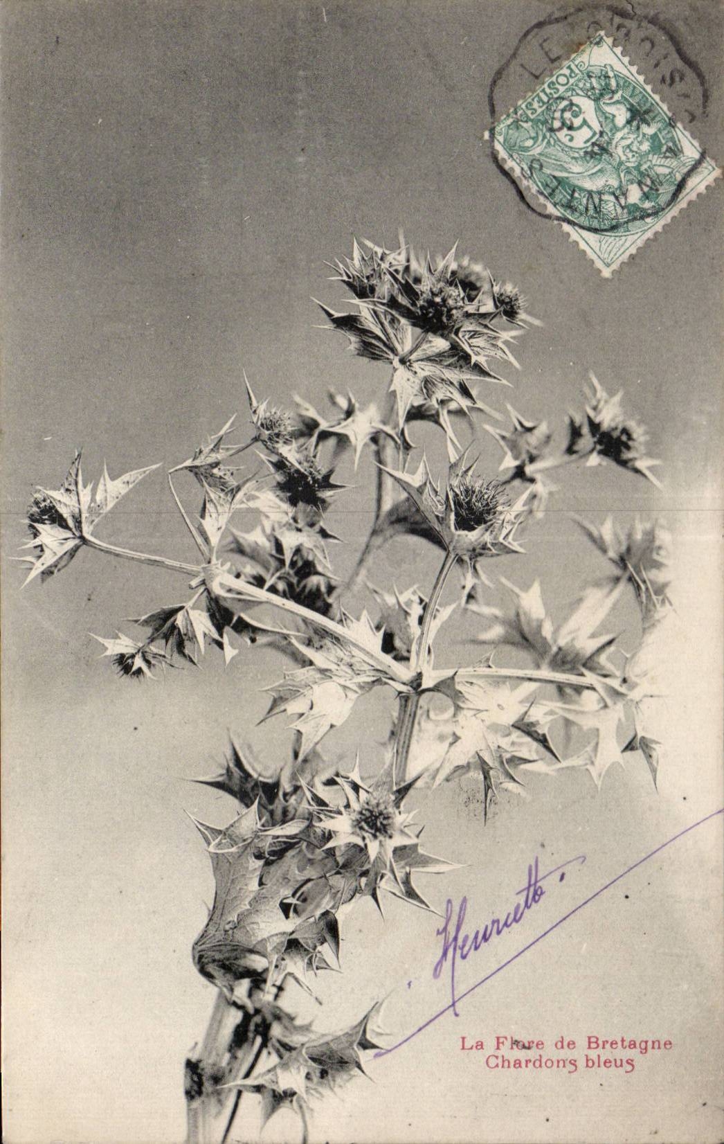 CPA Fantaisie Flore de Bretagne Chardons bleus