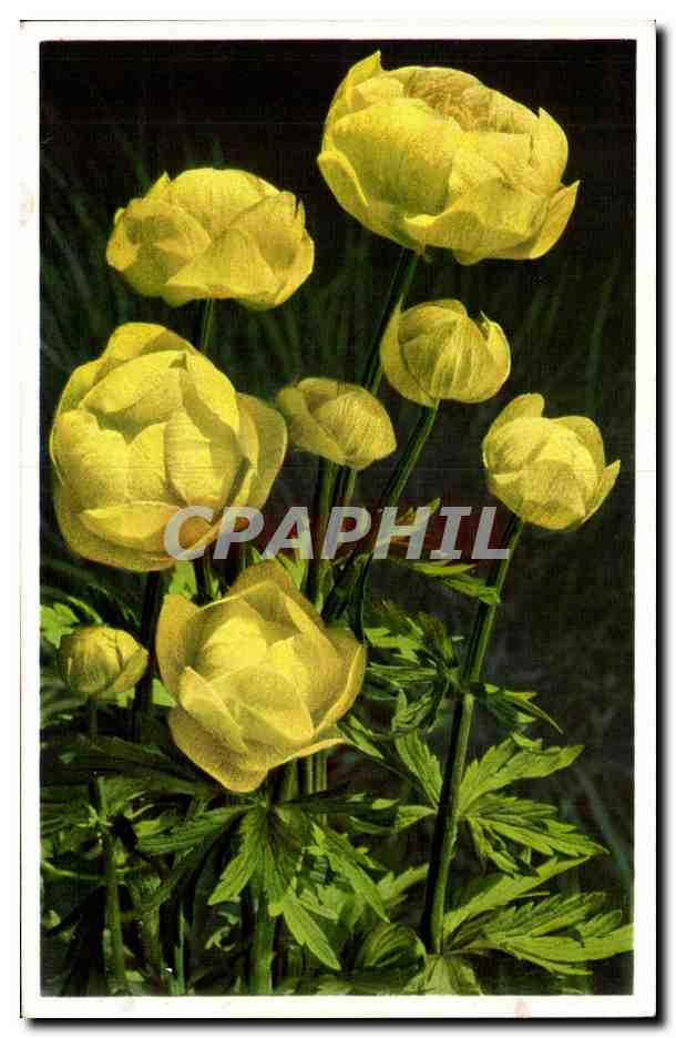 CPSM Fantaisie Fleur Trollius europaeus Trolle d Europe