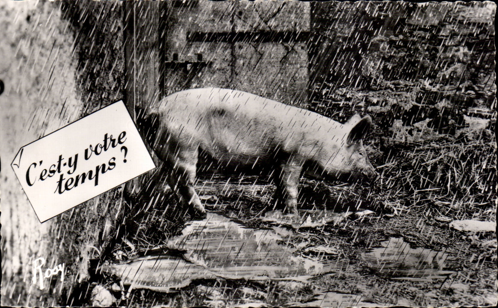 Porc sous la pluie — C'est-y votre temps ? — Rooy