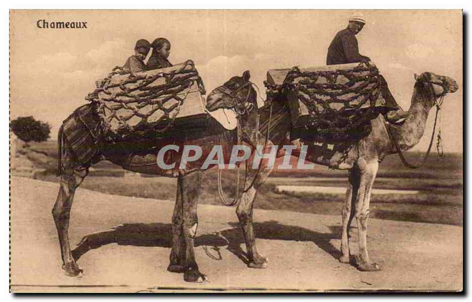 Afrique - Africa - Egypte - Egypt - Port Said - Chameaux - Camel - CPA 
