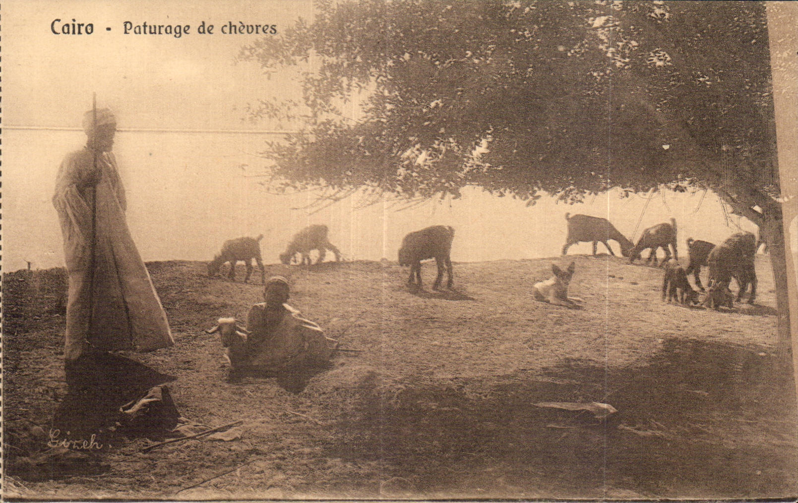 Afrique - Africa - Egypte - Egypt - Caire - Cairo - Paturage de Chevres goat - CPA 