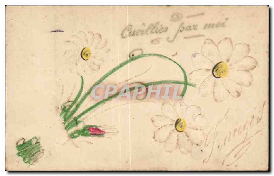 Fleurs daisy - CPA 