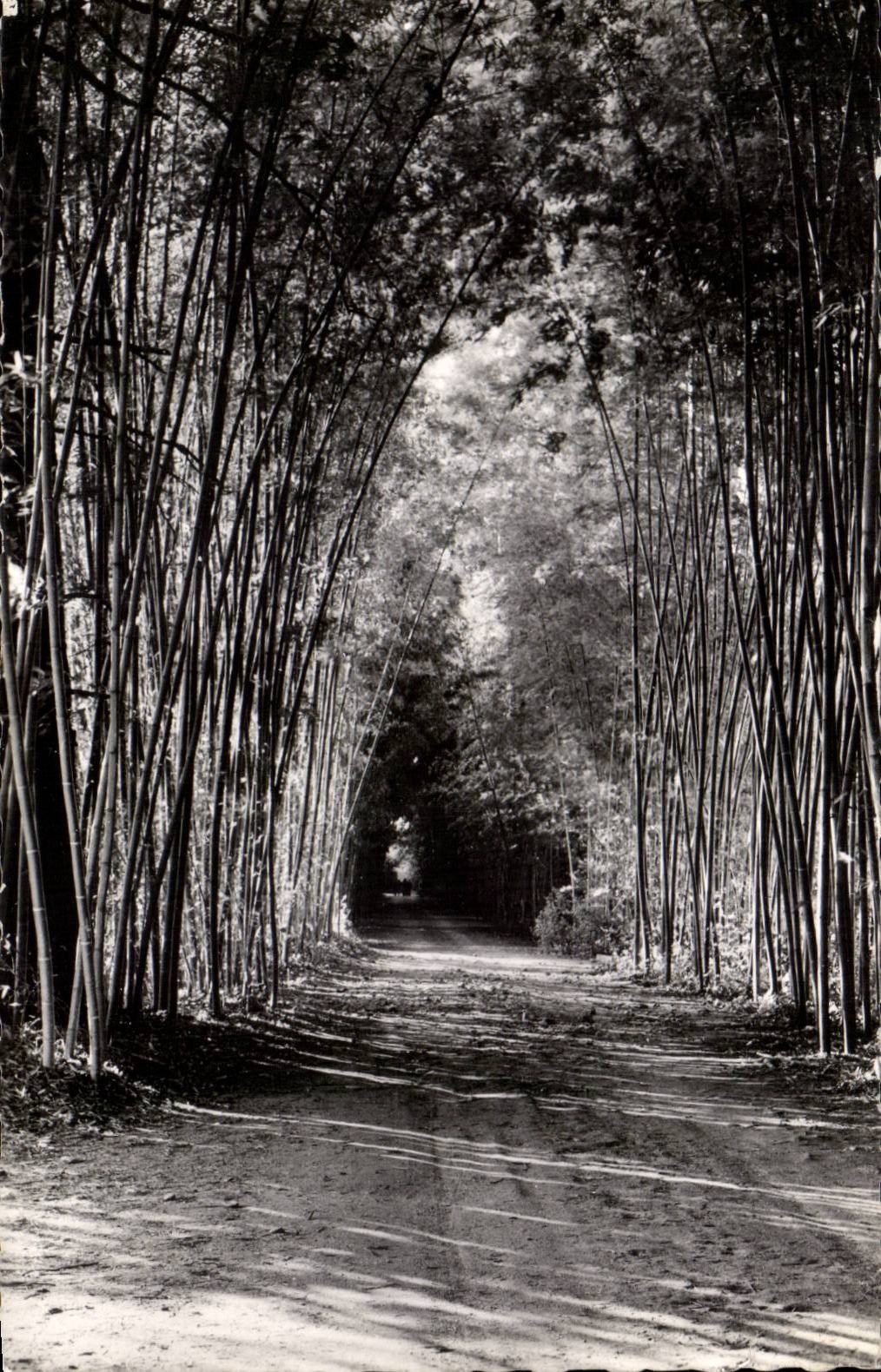 Allée de Bambous — Domaine de Prafrance — par Générargues (Gard)