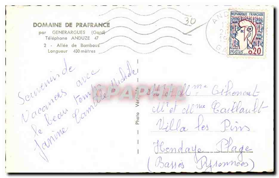 Allée de Bambous — Domaine de Prafrance — par Générargues (Gard) — Reverso
