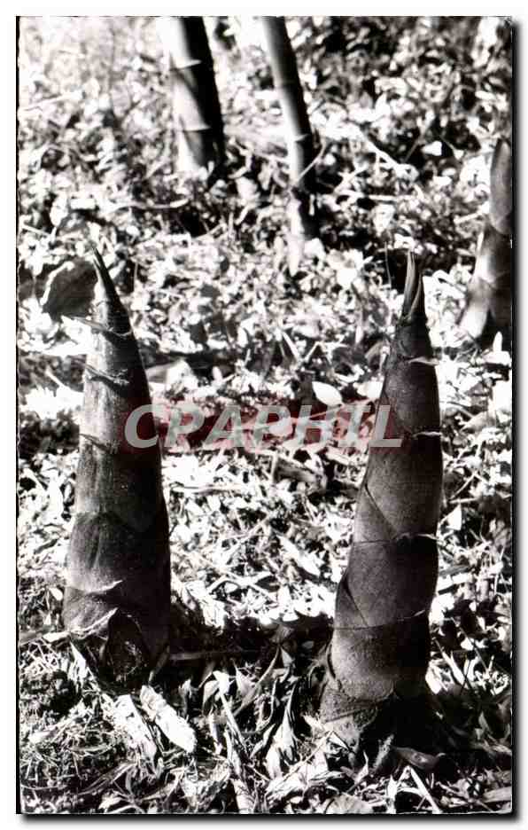 CPA Jeunes pousses de Bambous Variete Physslsssachys Pubescens Bamboo
