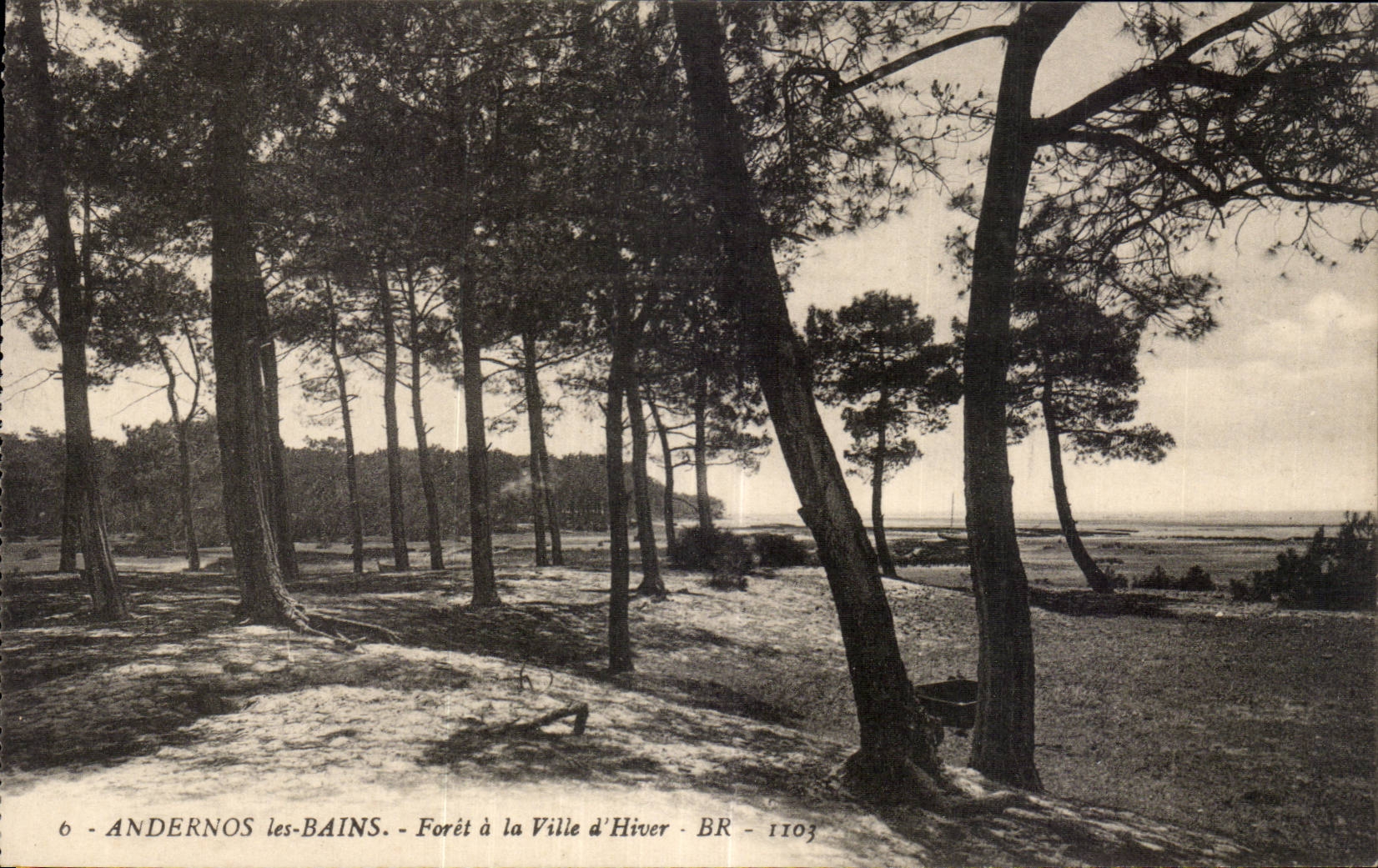 ANDERNOS les-BAINS — Forêt à la Ville d'Hiver — BR - 1103