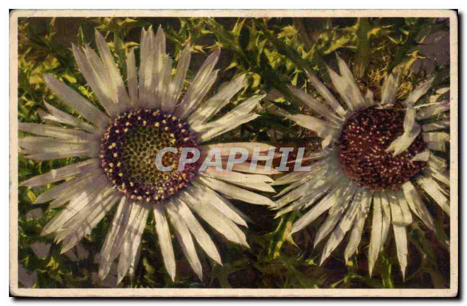CPA Fantaisie Fleurs Carlina acaulis Silberdistel Chardon d argent