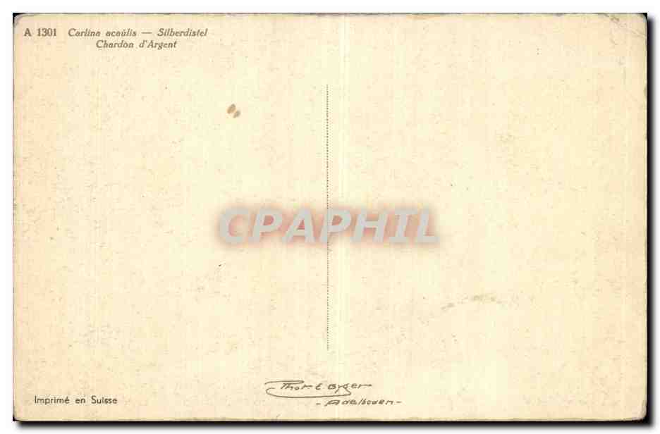 CPA Fantaisie Fleurs Carlina acaulis Silberdistel Chardon d argent — Verso