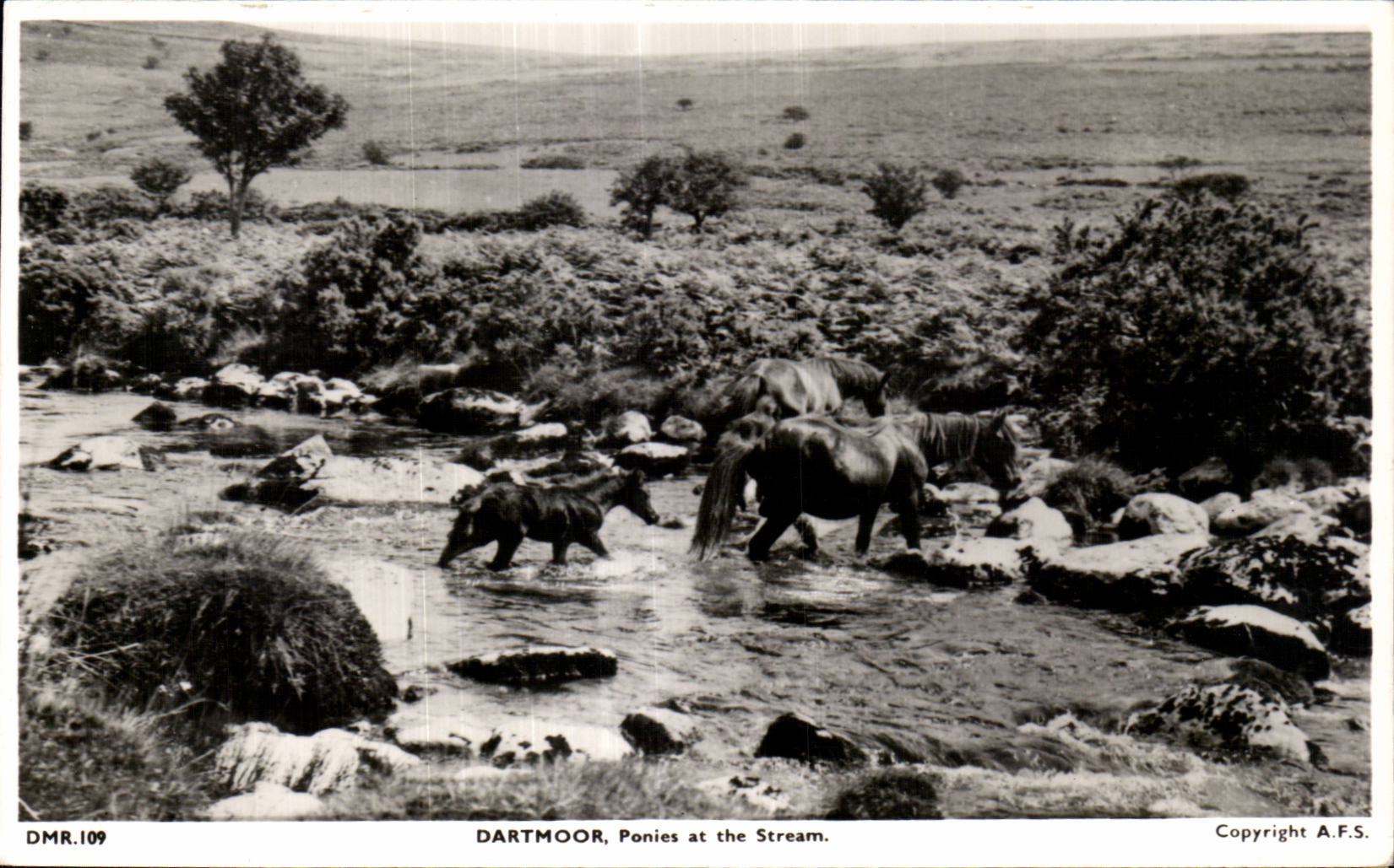 CPA Dartmoor Ponies at the Stream Cheval Horse 