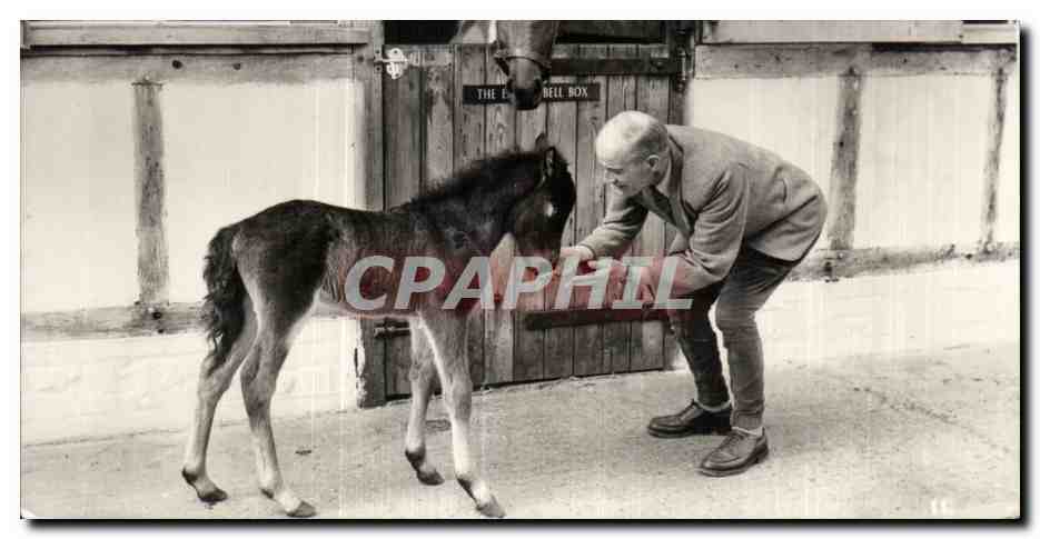 Animaux - Animals - Chevaux - Horse - foul - CPSM 