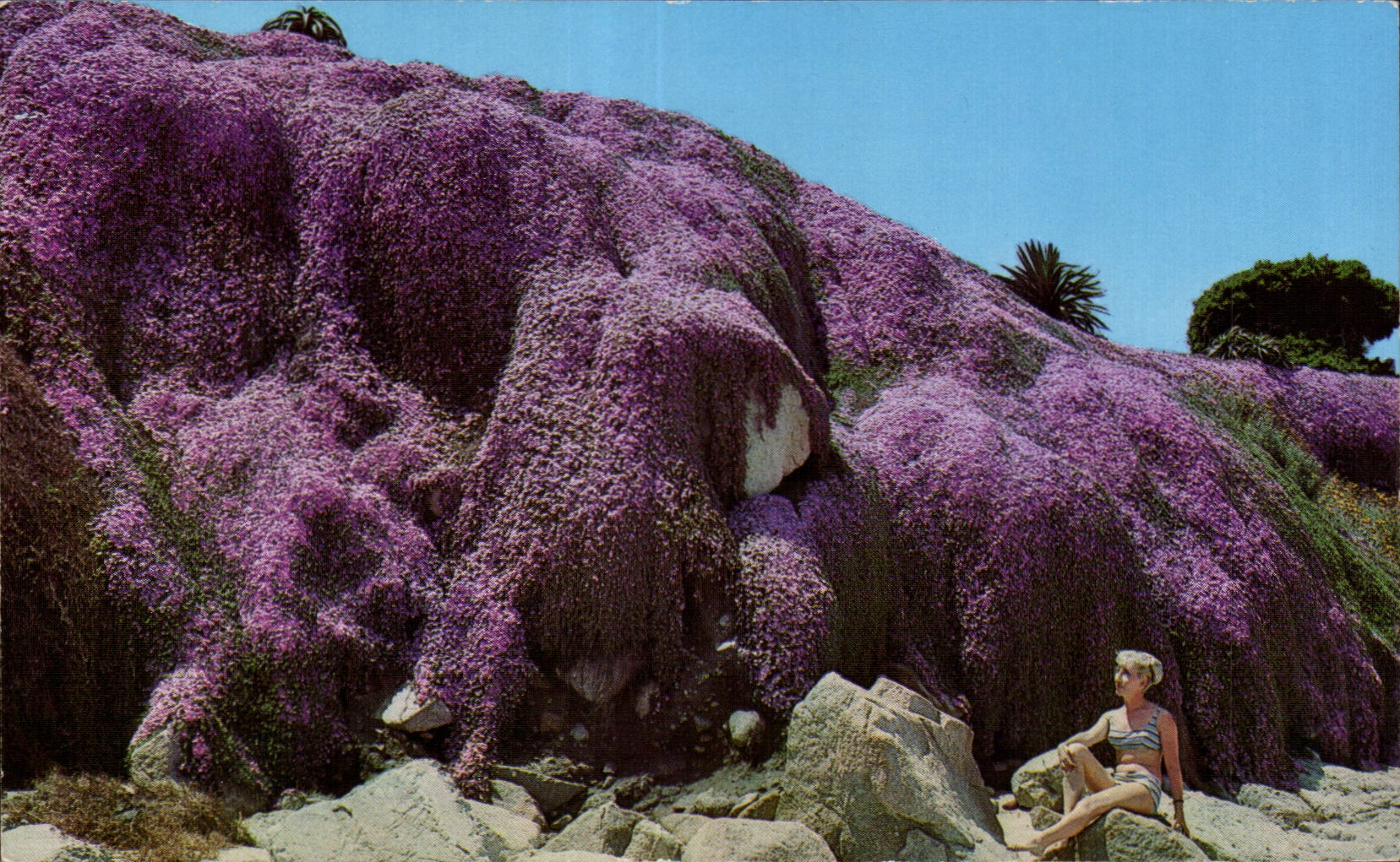 Magic Carpet, Pacific Grove — vue colorisée — Color by Sandor Baltoni, Berkeley, Calif.