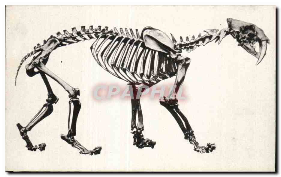 Saber-Tooth Cat — Fossile des puits de La Brea — Musée du Comté de Los Angeles