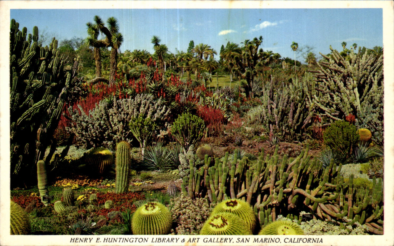 Jardin des cactus — Henry E. Huntington Library & Art Gallery, San Marino, Californie