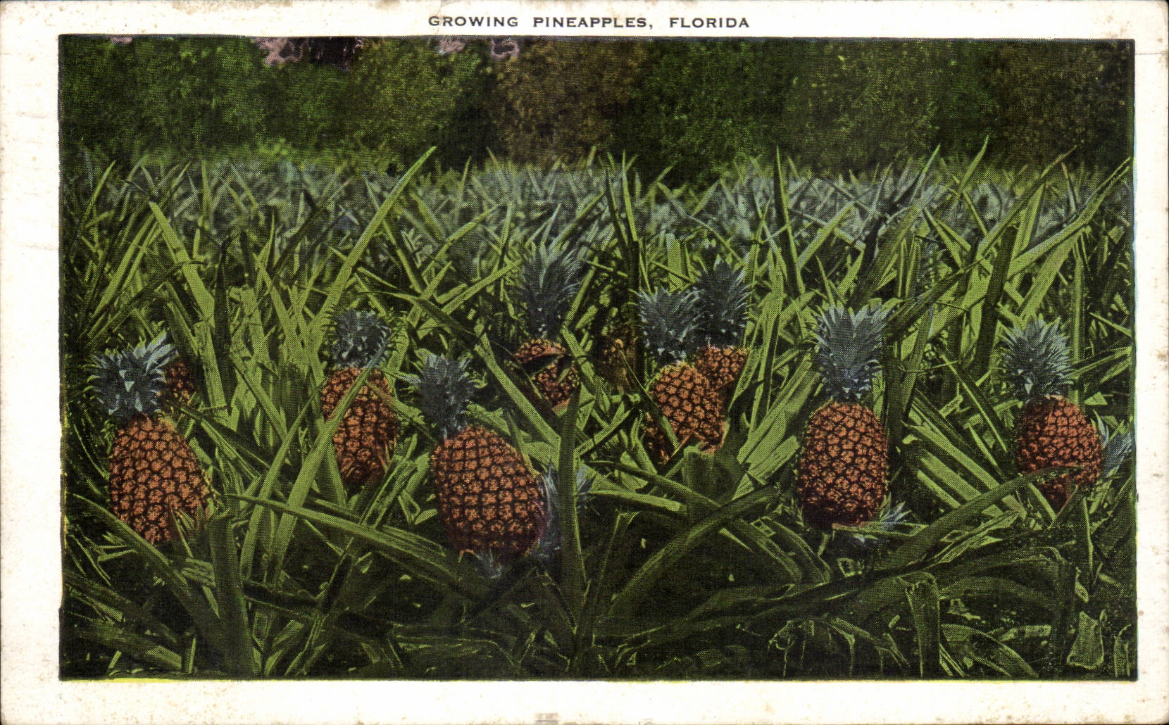 Etats Unis - USA - Florida Growing Pineapples Ananas - CPA 