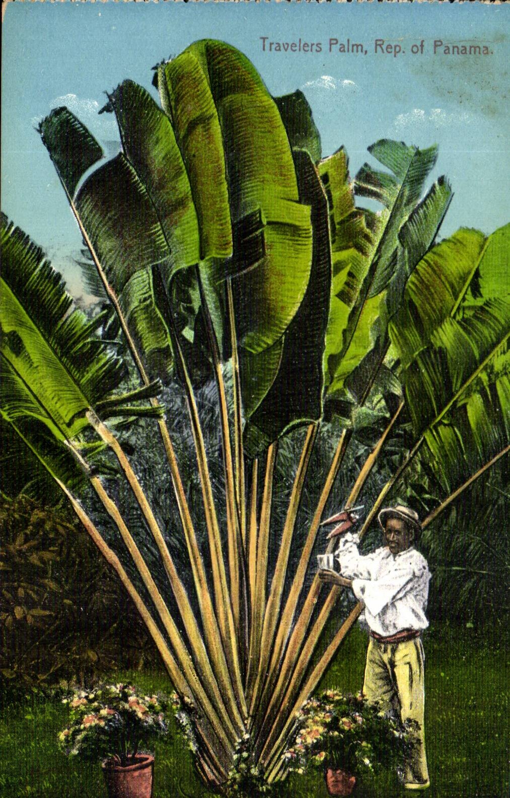 CPA Travelers Palm Rep of Panama