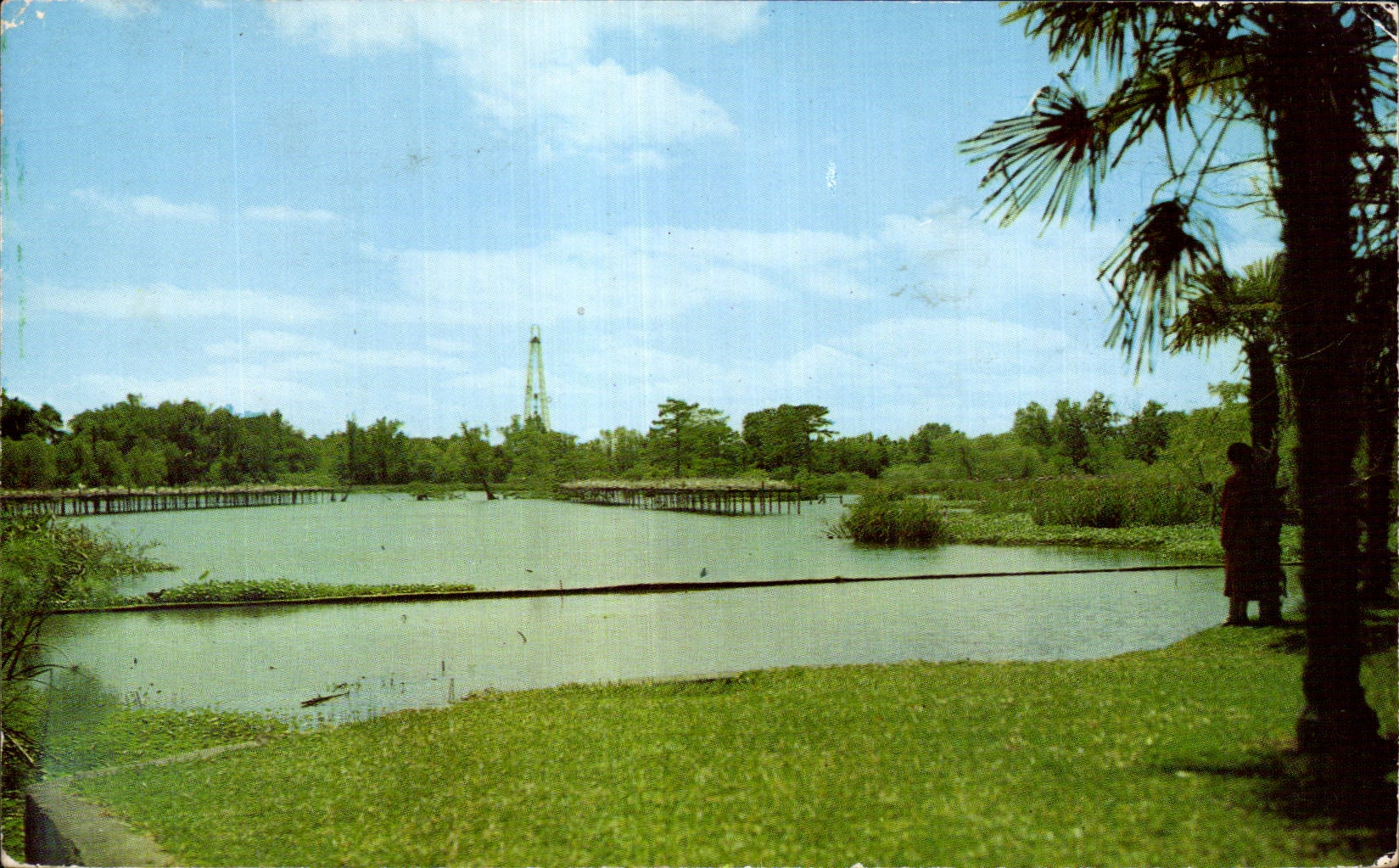 Jungle Gardens and Bird City — Avery Island, La. — The L. L. Cook Co. n° 64949