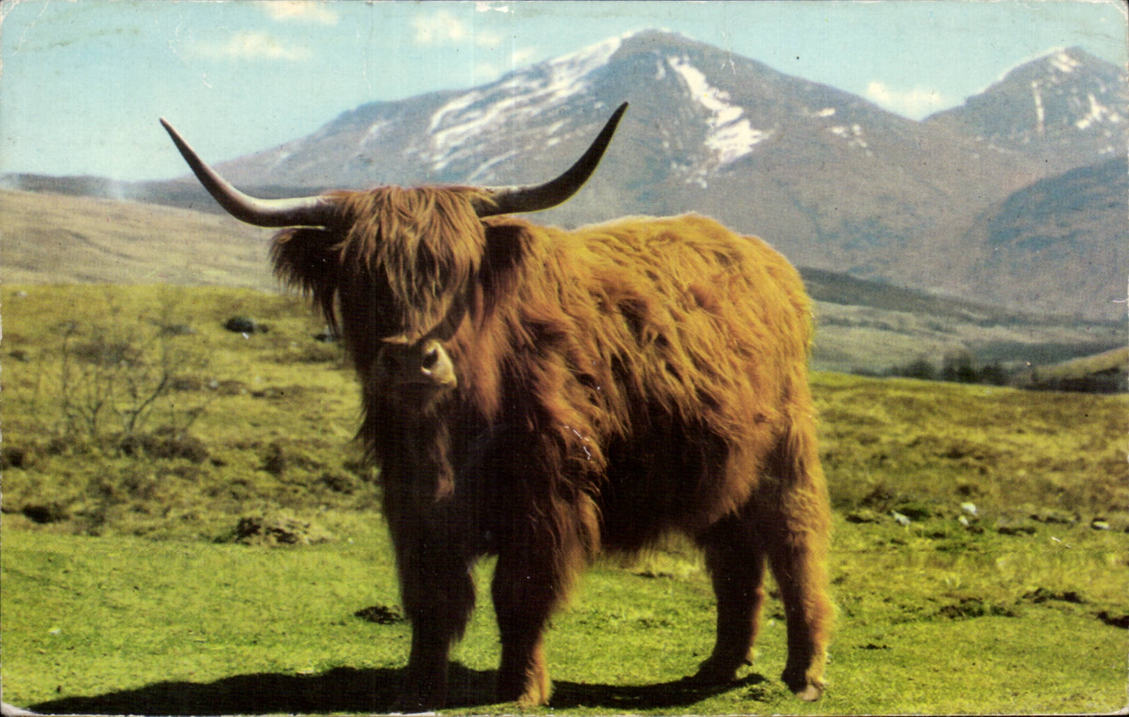 CPA A Monarch of the Glen Vache Cow Ecosse Scotland 