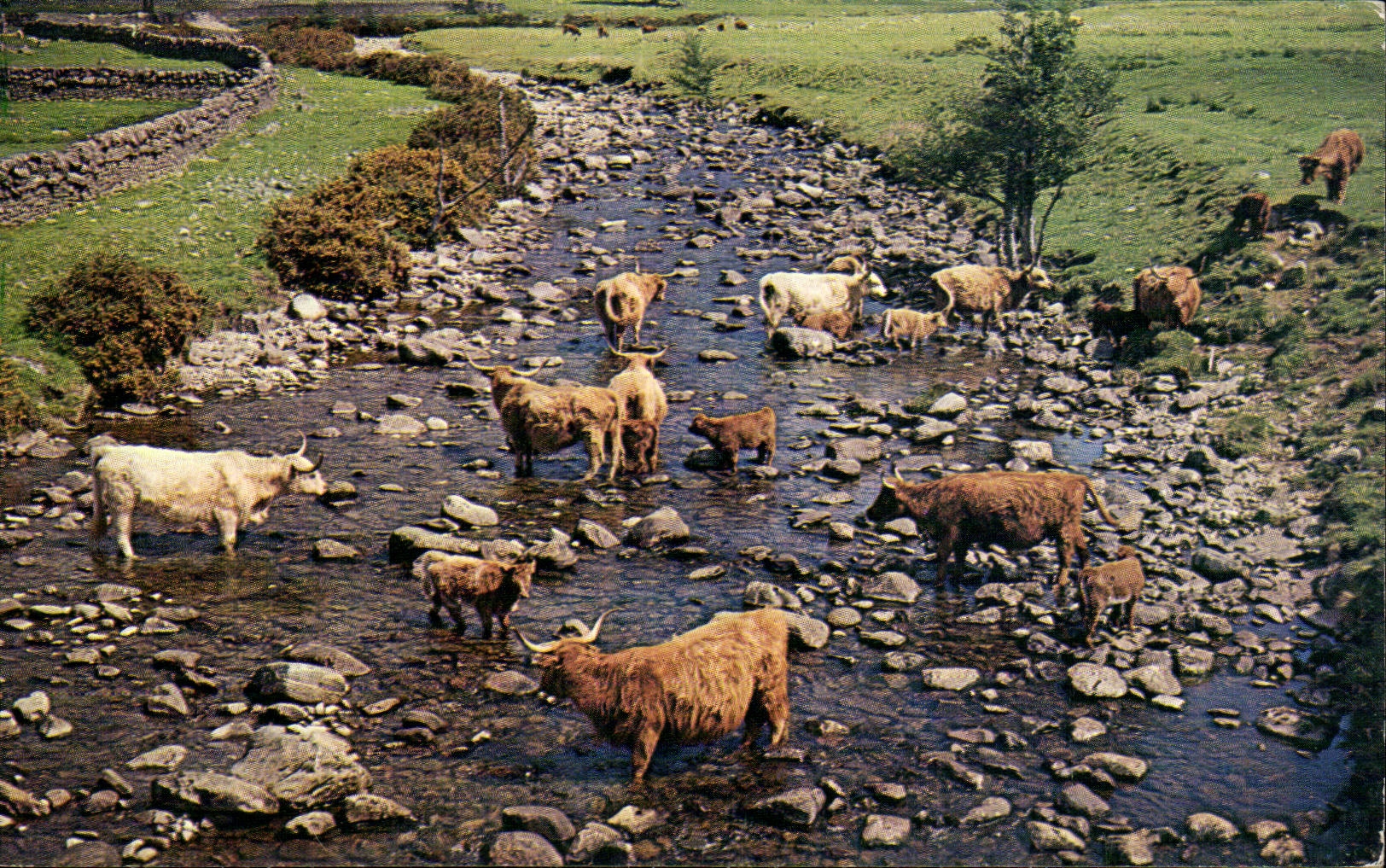 CPA Highland Cattle near loch Broom Ross   Cromarty