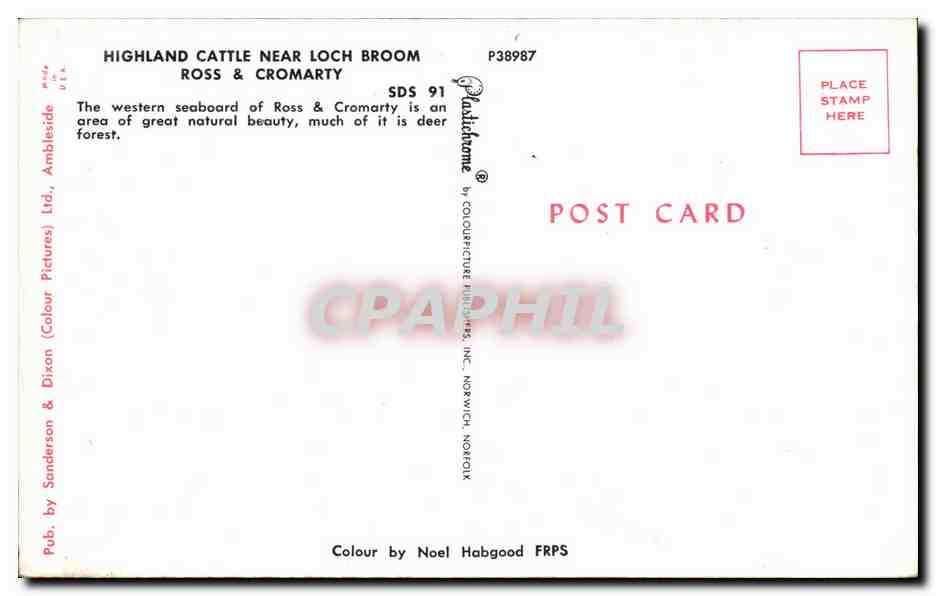 CPA Highland Cattle near loch Broom Ross   Cromarty — Rückseite