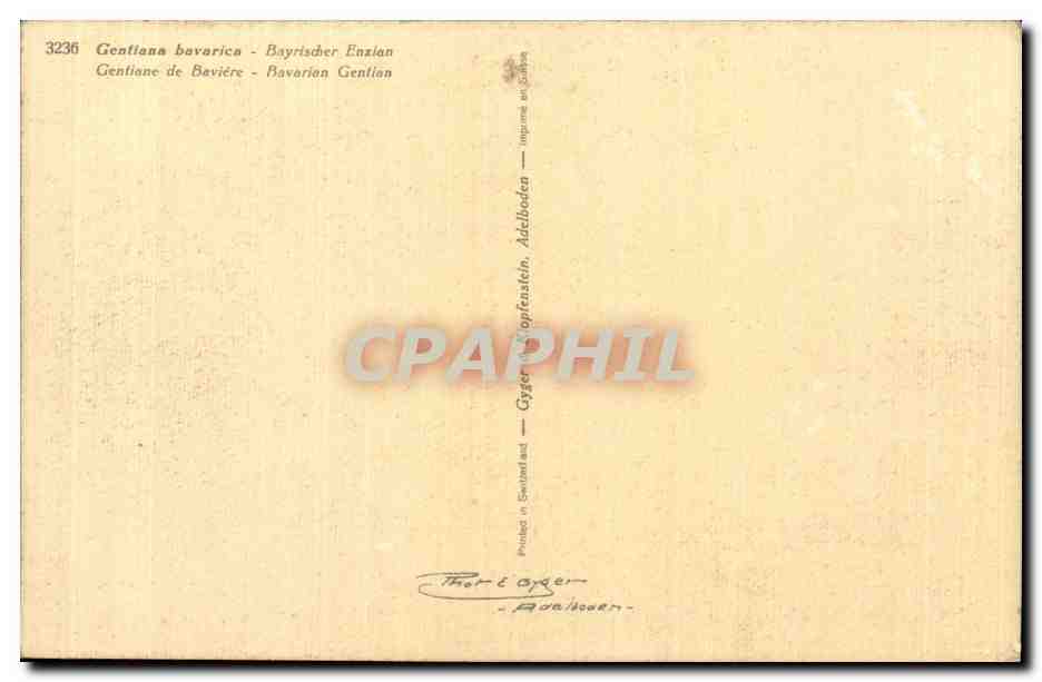 CPA Fantaisie Fleurs Gentiane de Baviere — Verso