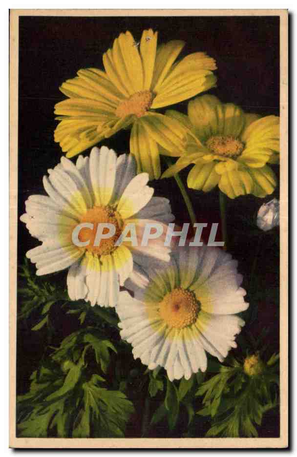 CPA Fantaisie Fleurs Fior d Oro