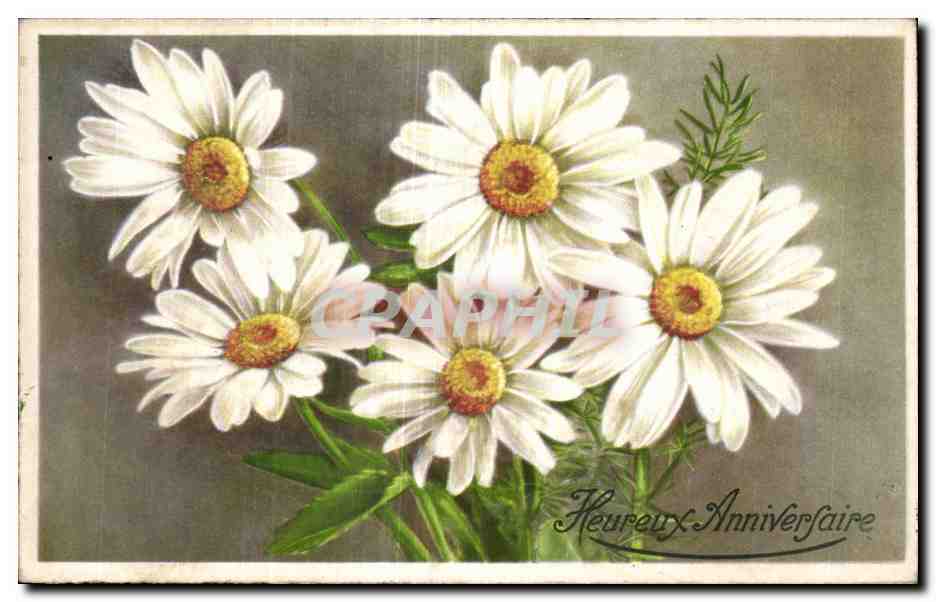 Fleurs de marguerites — Félicitations d'anniversaire — Éditeur non identifié, n° de série non visible