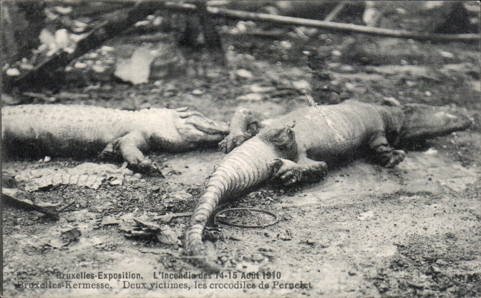 CPA Bruxelles Exposition L Incendie des Bruxelles Kermesse Deux Victimes Les Crocodiles de Pernelet Caiman Zoo 