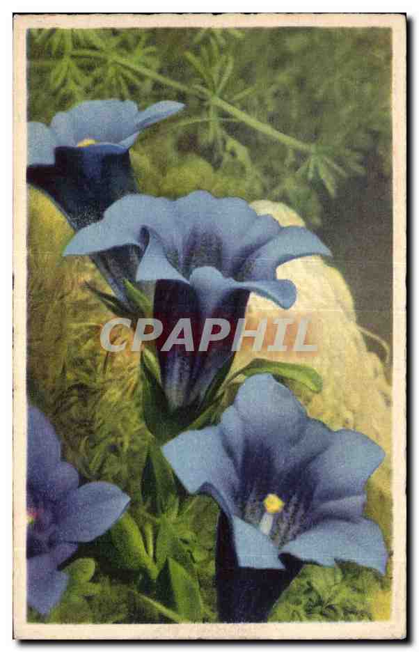CPA Fantaisie Fleurs 