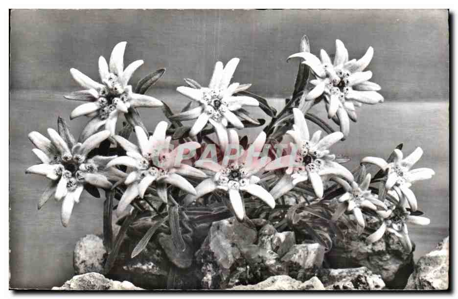 CPA Fantaisie Fleur Edelweiss