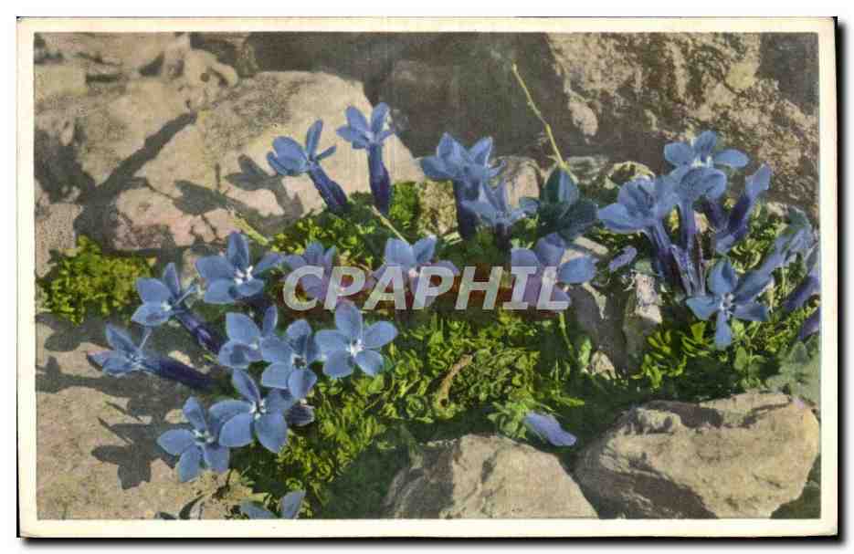 CPA Fantaisie Fleur 
