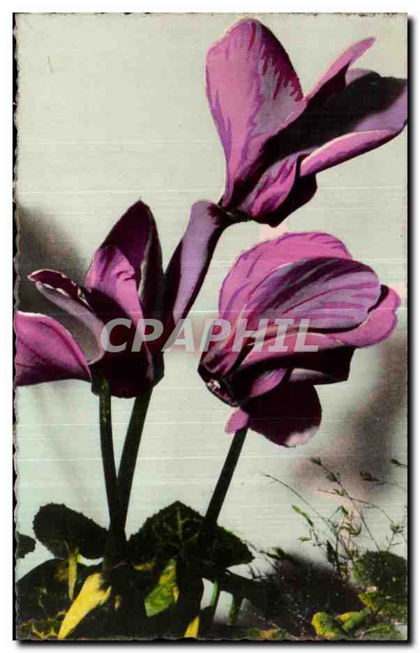 CPA Fleurs 