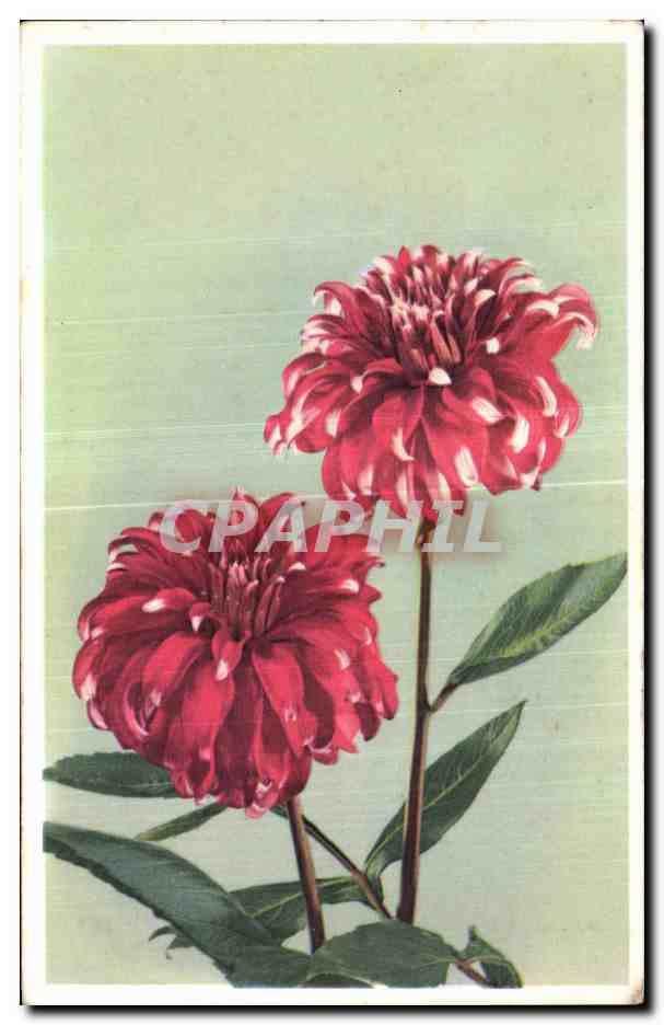 CPA Fleurs 