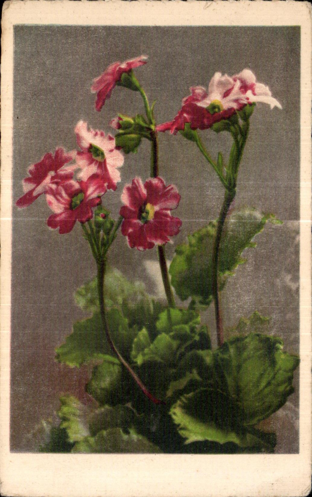 CPA Fleurs 