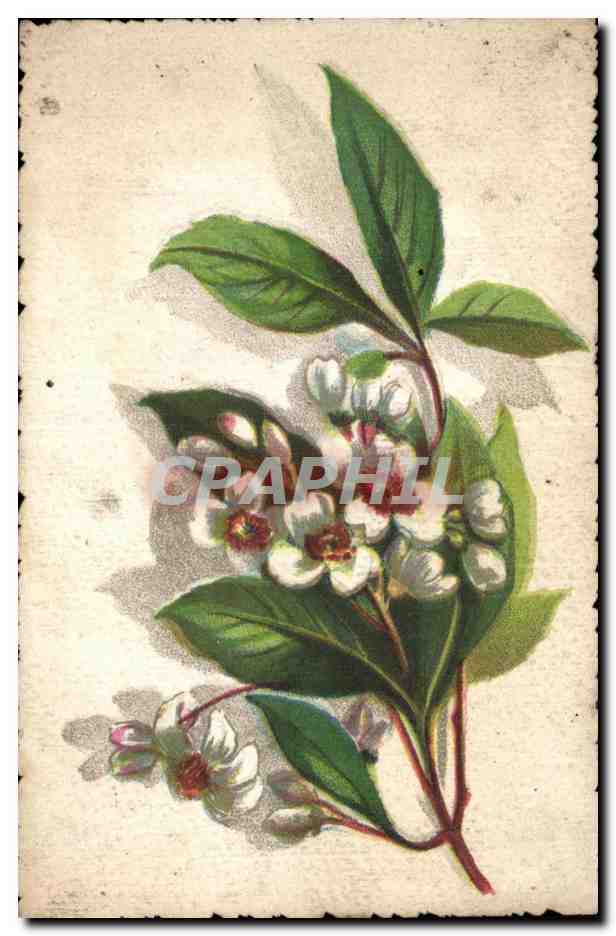 CPA Fantaisie Fleur 