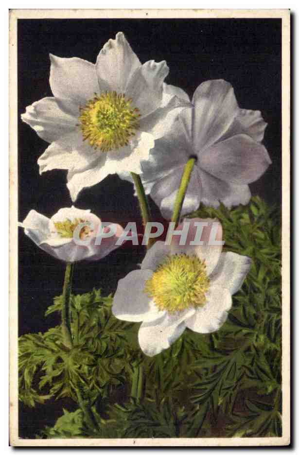 CPA Fantaisie Fleur 