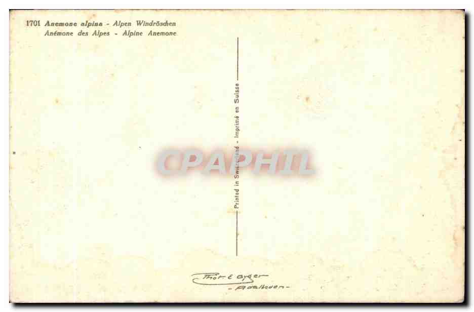 CPA Fantaisie Fleur  — Verso