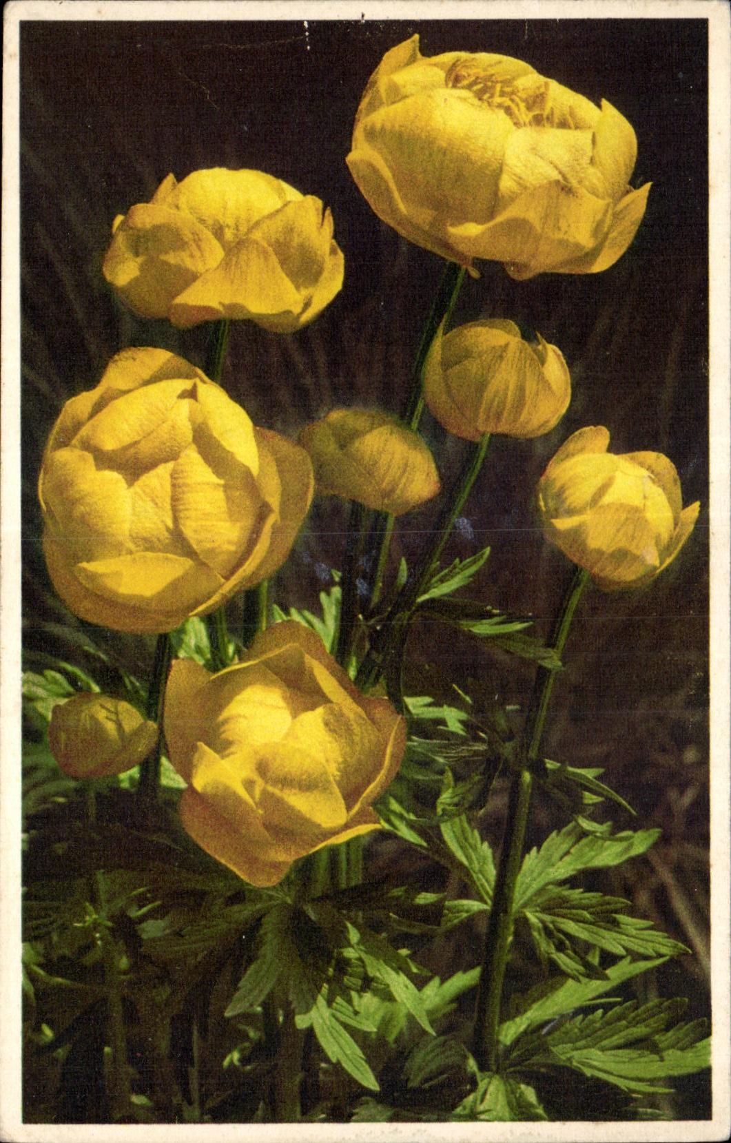 CPA Fantaisie Fleur 