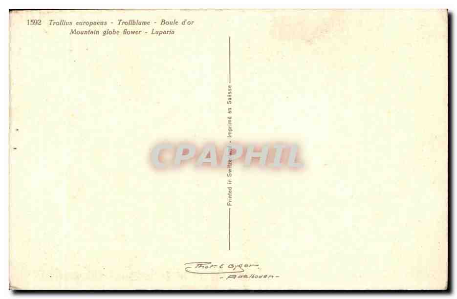 CPA Fantaisie Fleur  — Verso