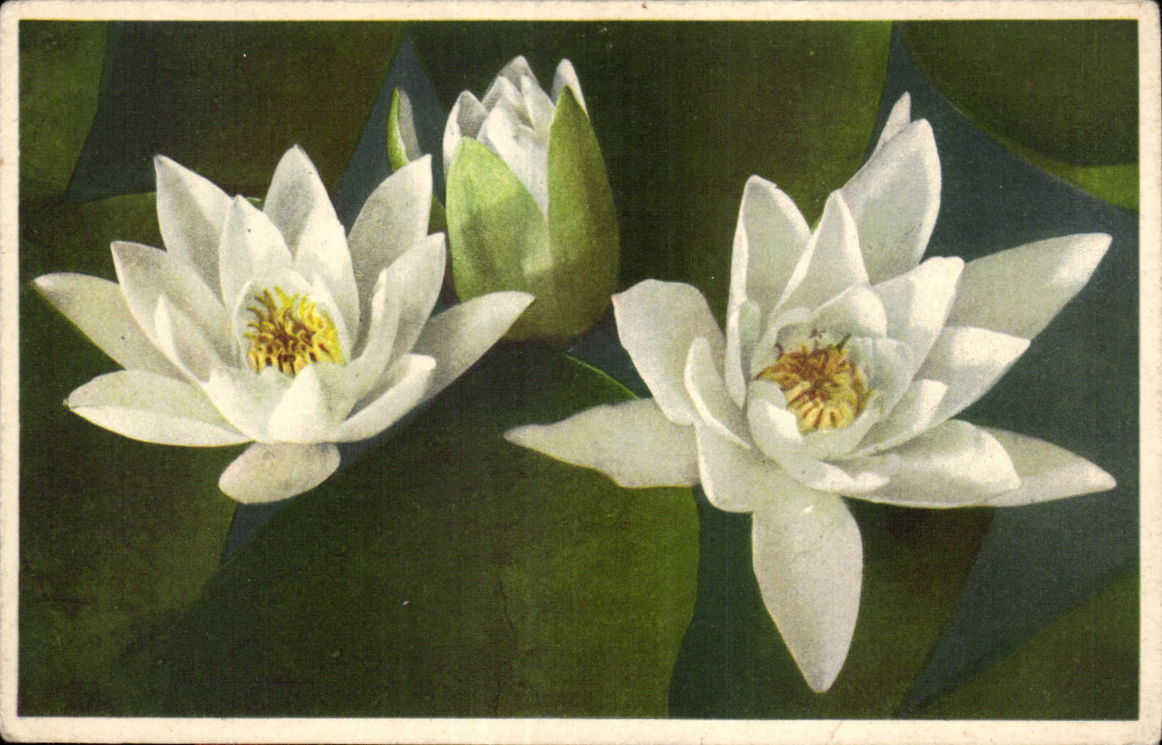 CPA Fantaisie Fleur 