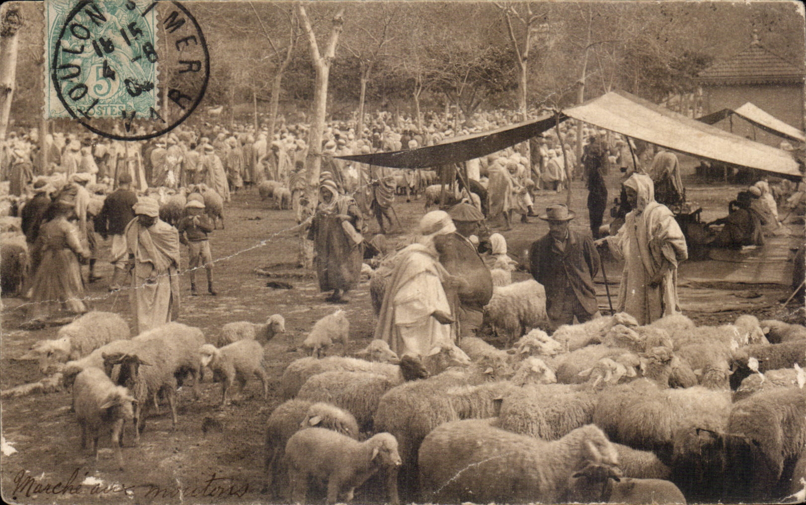 CPA Scenes Algeriennes Marche aux Moutons 