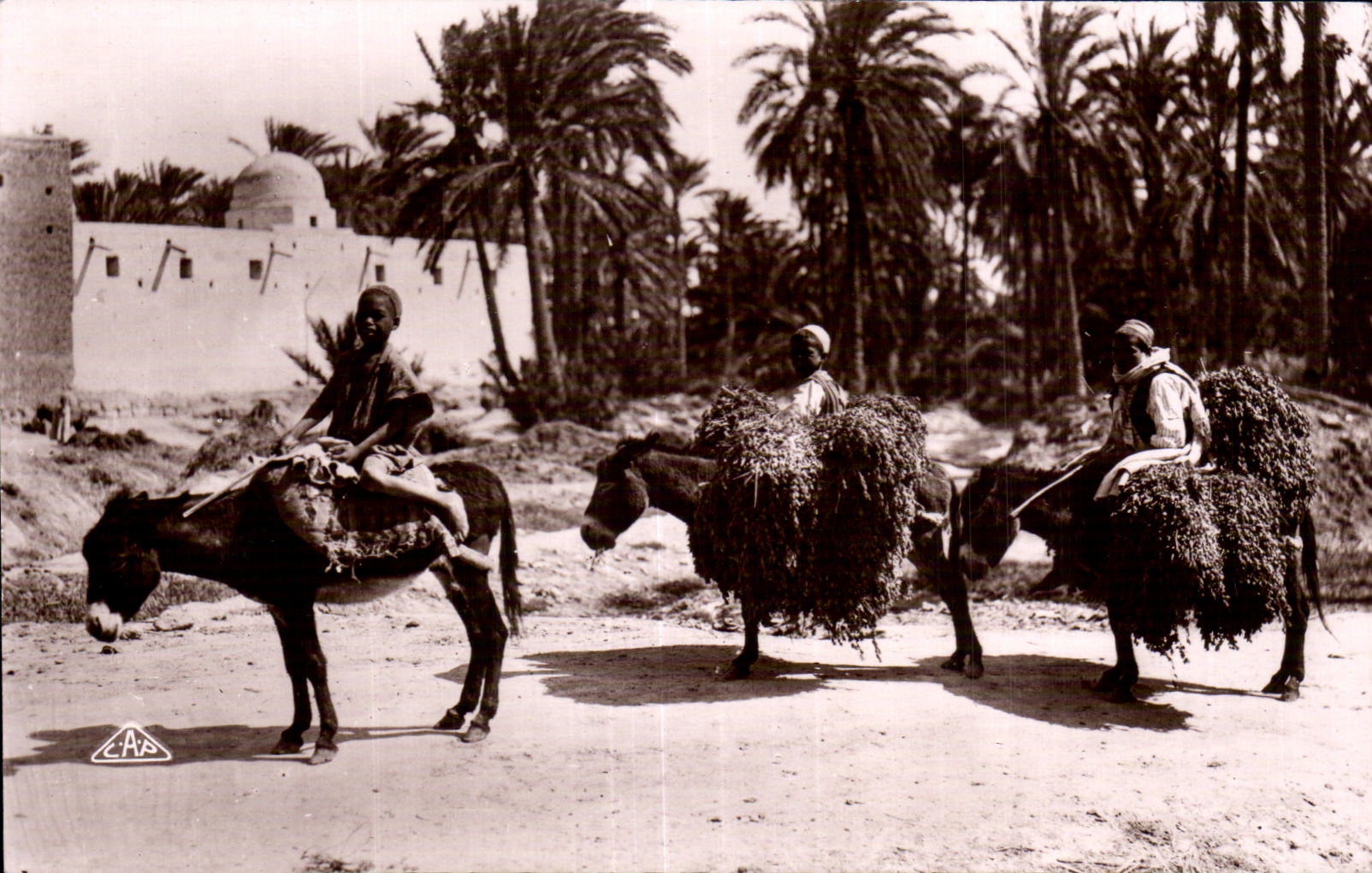 CPA Algerie Scenes et Types Retour a I oasis Ane Donkey Datiers