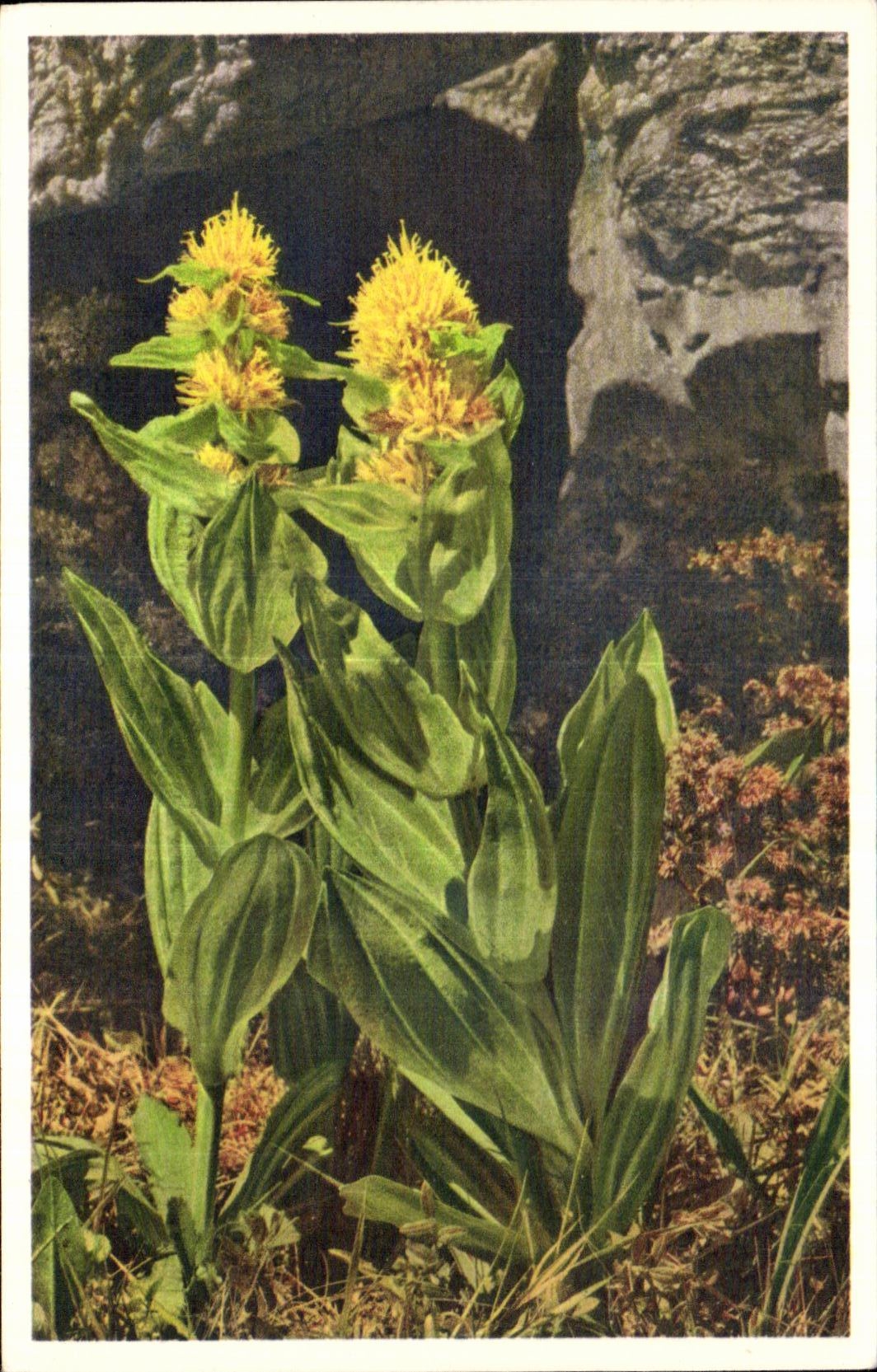 CPA Fantaisie Fleurs 