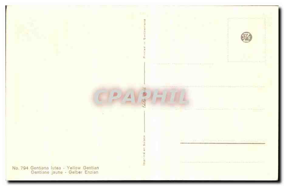 CPA Fantaisie Fleurs  — Verso