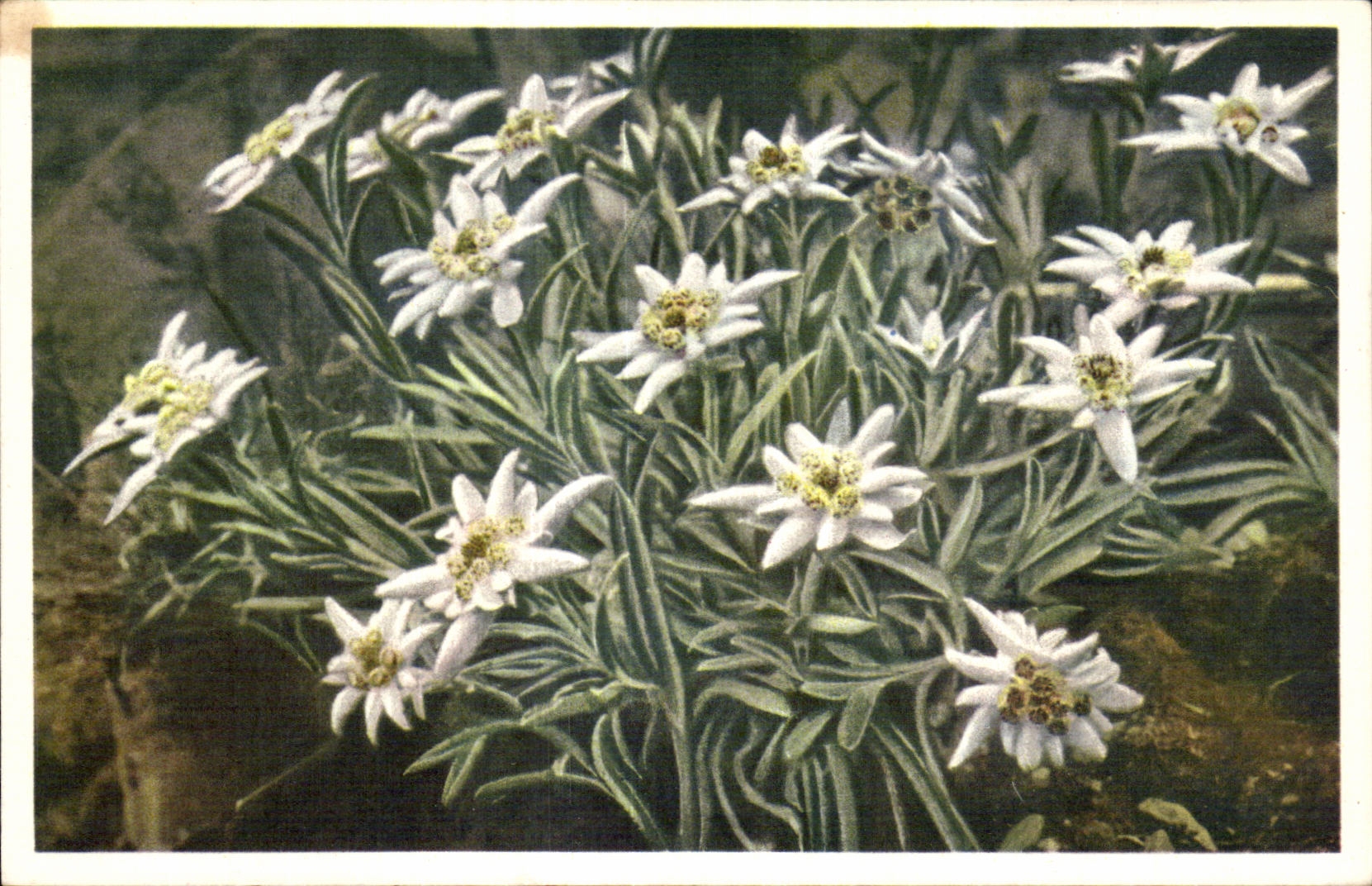 CPA Fantaisie Fleurs 