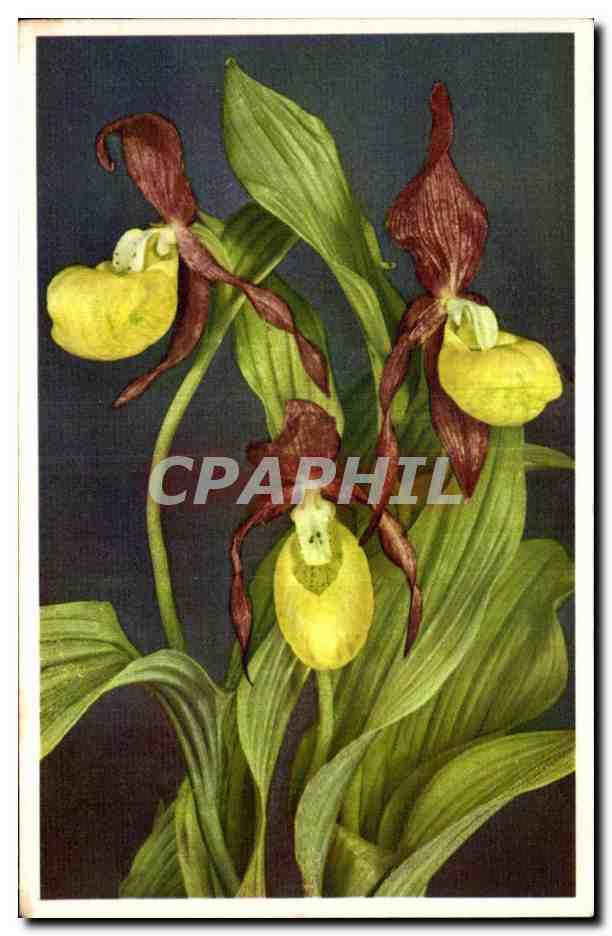 CPA Fantaisie Fleurs 